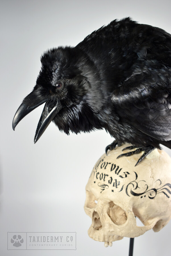 Taxidermy Common Raven