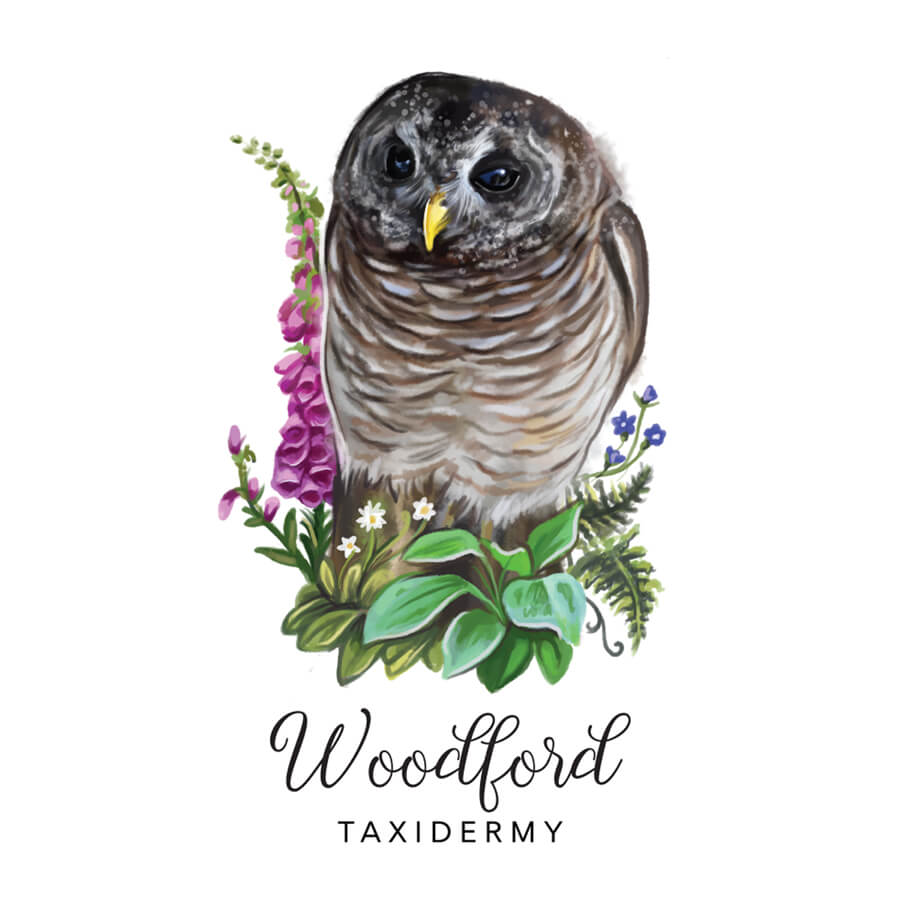 Woodford-Owl Illustration