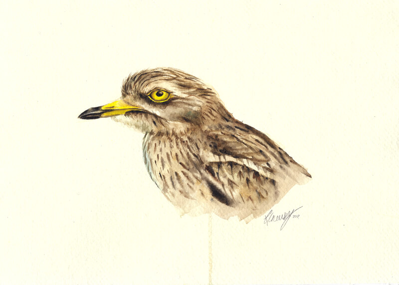 Image Of Stone Curlew Painting Art