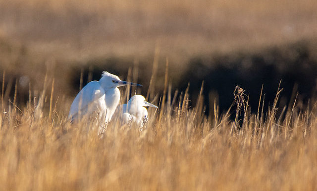 Little Egrets Wildlife Bird Photography Norfolk
