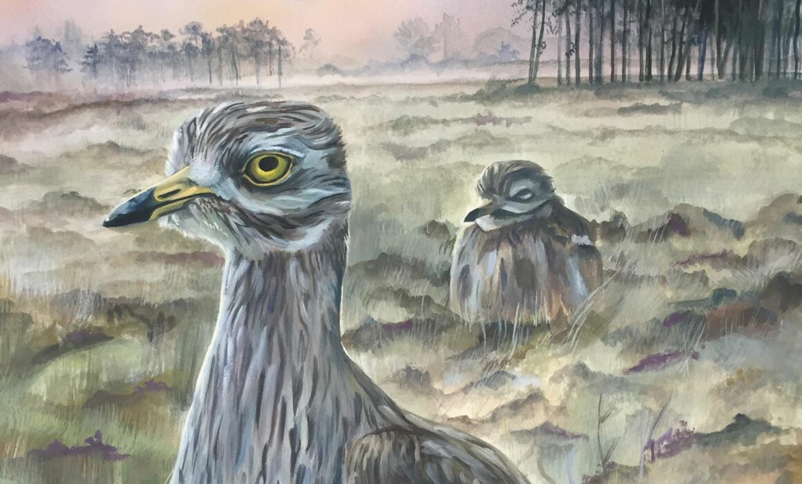Gouache painting of two Eurasian Stone Curlew (Burhinus oedicnemus) in a typical Breckland landscape, Norfolk