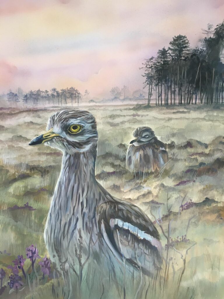 Gouache painting of two Eurasian Stone Curlew (Burhinus oedicnemus) in a typical Breckland landscape, Norfolk