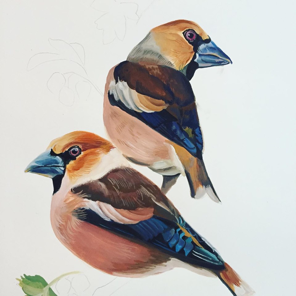 Gouache painting of two wildlife Hawfinch