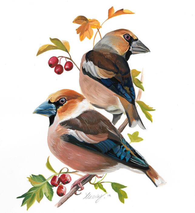 Gouache painting of two Hawfinch perched in a hawthorn tree