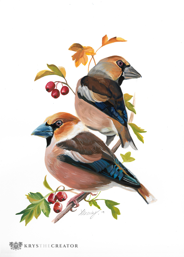 Gouache painting of two Hawfinch perched in a hawthorn tree