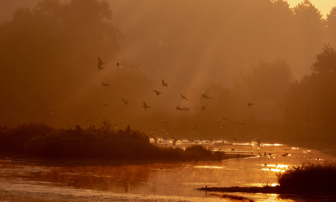 Dawn Birding Suffolk