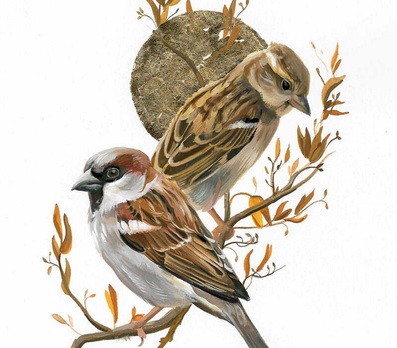 House Sparrow Painting Wildlife