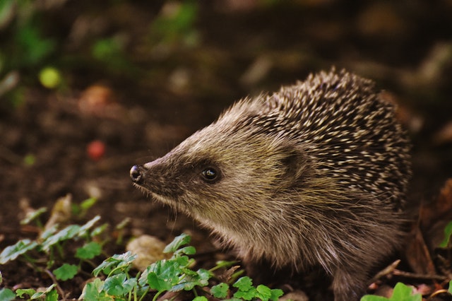 How to help hedgehogs UK