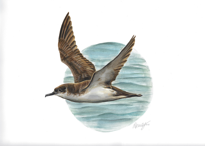 manx Shearwater Painting