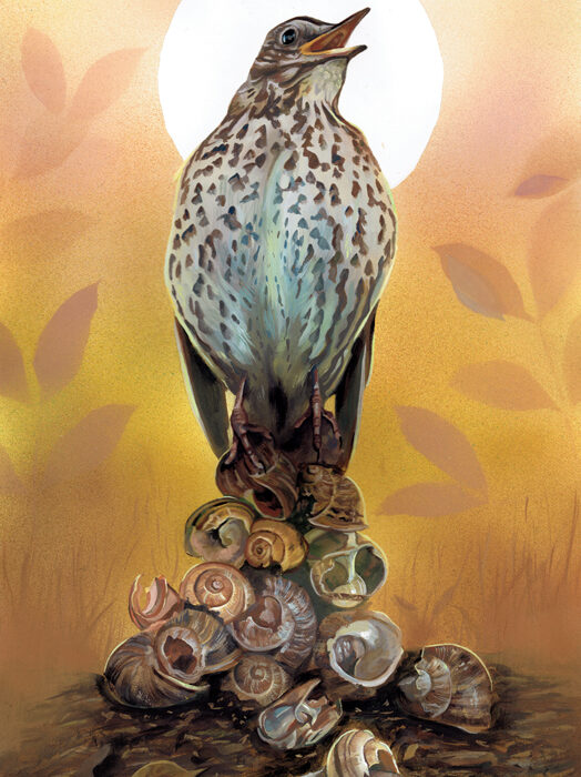 Gouache Painting of a Song Thrush perched on snail shells, titled 'The Great Escape' Wildlife art by krysten newby