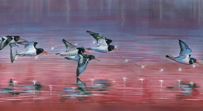 All Together Now Oyster Catchers Wildlife Art