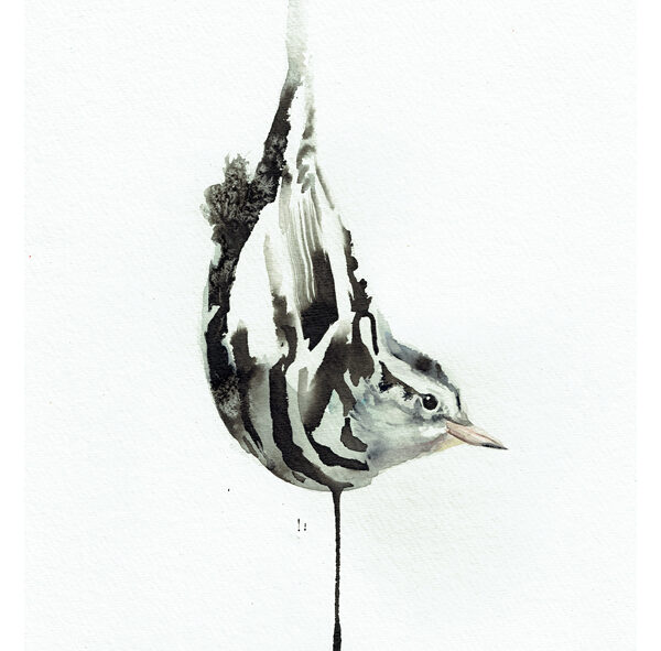 black and white warbler painting wildlife art