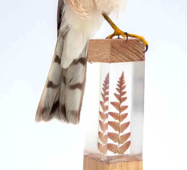 Sparrowhawk Taxidermy Art