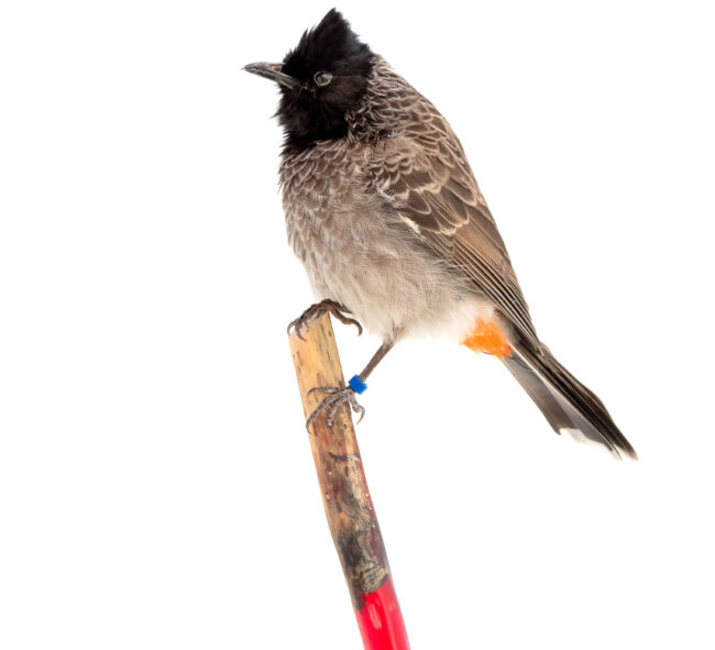 Taxidermy Red Vented Bulbul