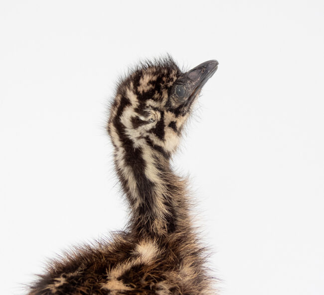 Taxidermy Emu Chick
