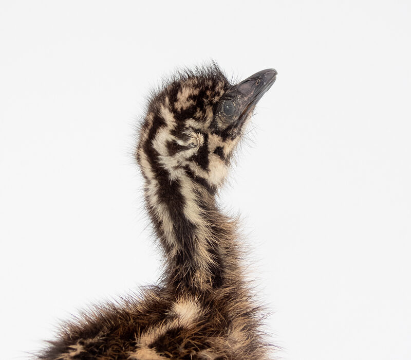 Taxidermy Emu Chick