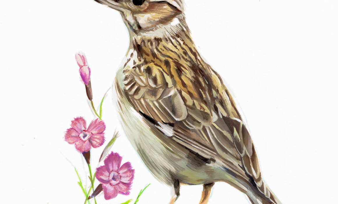 Art Study of a Woodlark - Gouache Painting