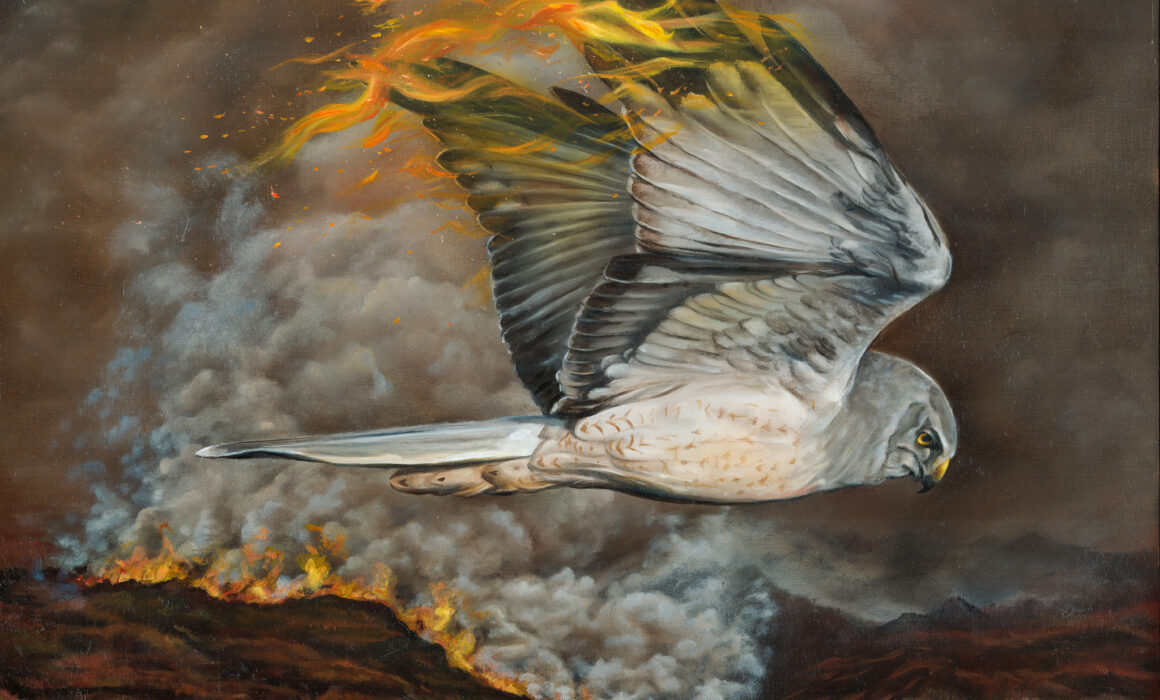 'Moor or Less' Hen Harrier Oil Painting demonstrating the threats driven grouse shooting has on the environment, by British Wildlife Artist Krysten Newby