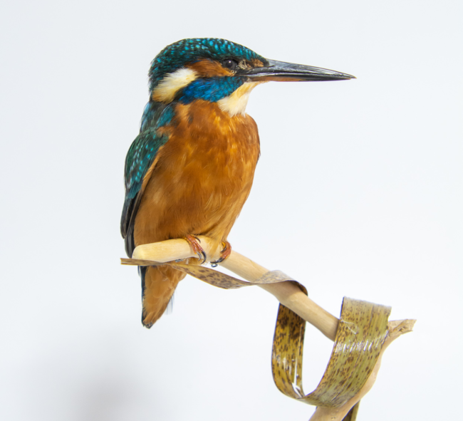 taxidermy kingfisher ethical UK