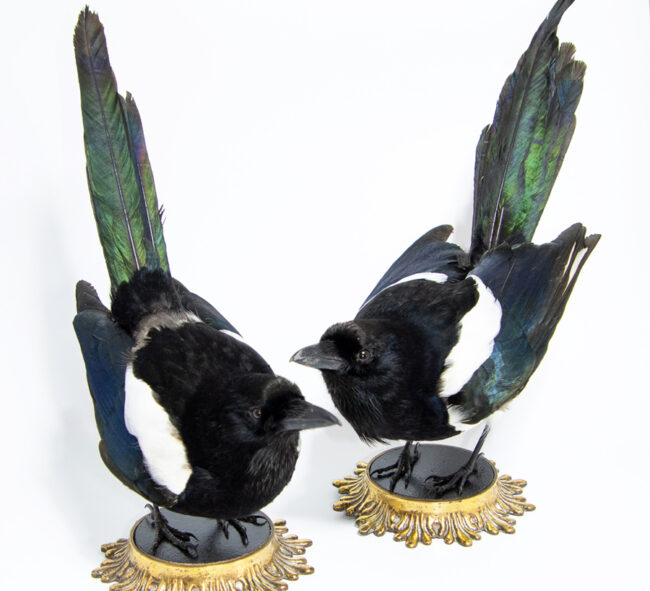 Taxidermy Pair of lucky magpies