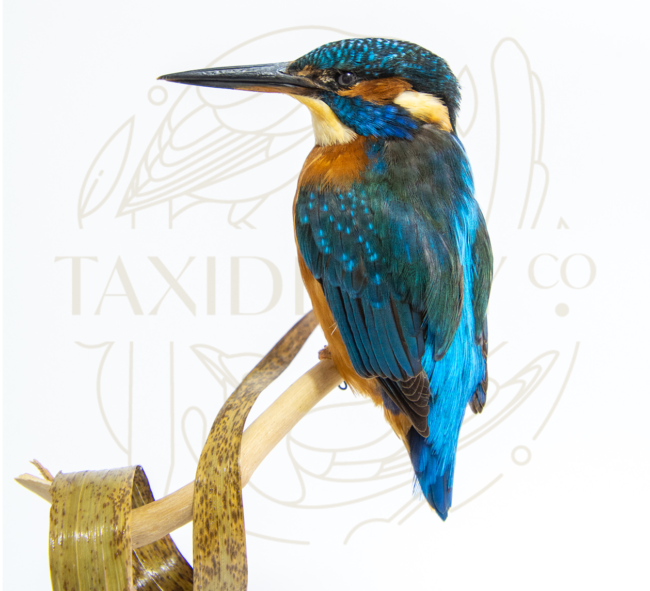 Professional Taxidermy Kingfisher