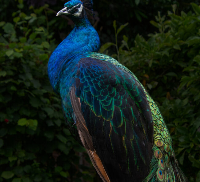 TAXIDERMY ethical peacock for sale UK