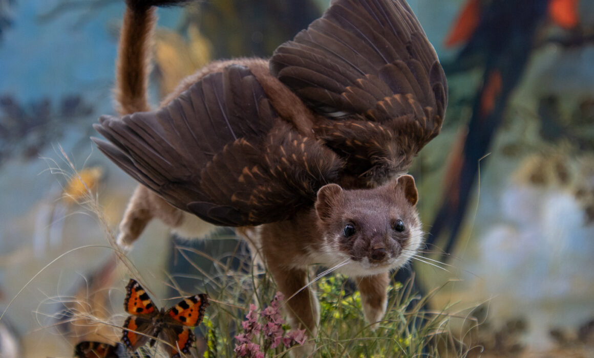 Fantasy Taxidermy Stoat With Wings