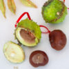 Cast Replica Horse Chestnut Conker Shells with hand sculpted miniature clay squirrel inside