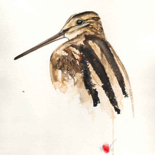 Watercolour Snipe Bird Painting For Sale