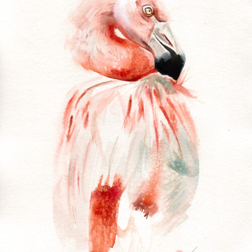 Image of Original Watercolour Painting featuring a Chilean Flamingo for sale