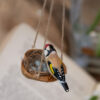 Handmade European Goldfinch Nest and Realistic Eggs in a walnut shell