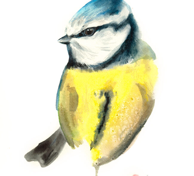 Original Watercolour Art Painting of British Bird Blue Tit
