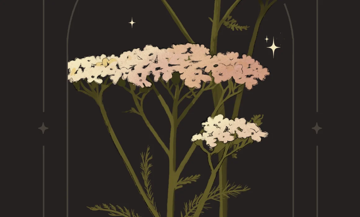 The Medicina and magical Uses of Yarrow (Achillea millefolium) in witchcraft